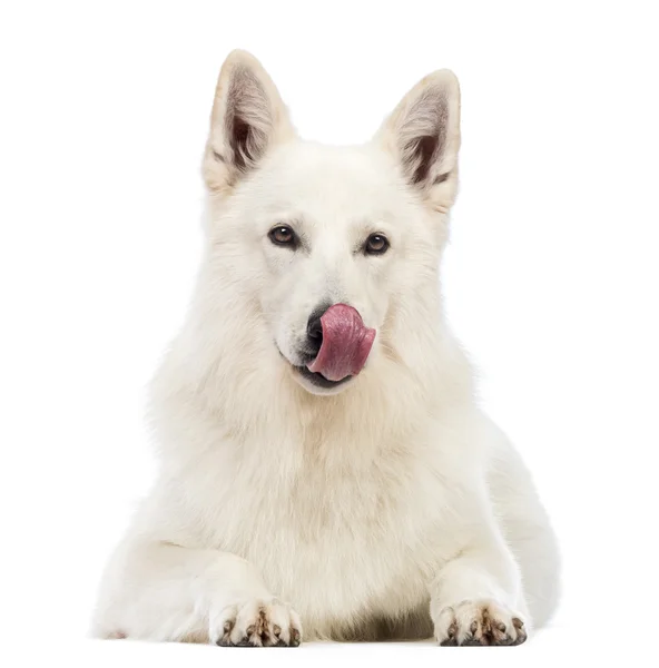 Swiss Shepherd dog, 5 anni, sdraiato, si lecca il naso e guarda la telecamera davanti allo sfondo bianco — Foto Stock