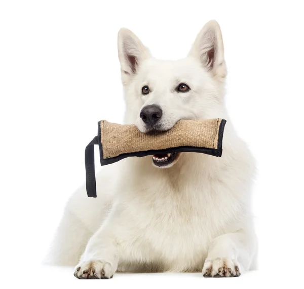 Swiss Shepherd dog, 5 years old, lying and holding a toy in its mouth in front of white background — Stock Photo, Image