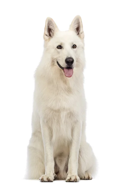 Swiss Shepherd dog, 5 years old, sitting, panting and looking away in front of white background — Stock Photo, Image