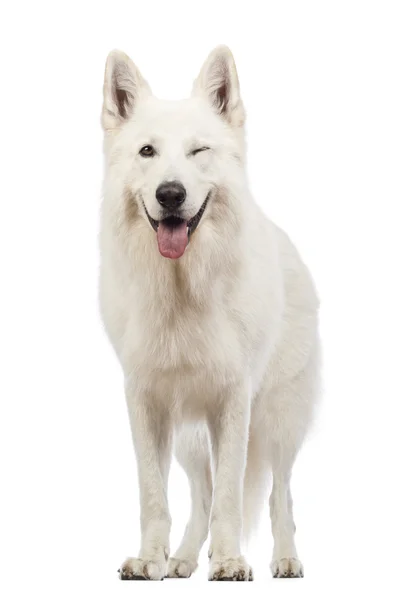 Swiss vallhund, 5 år gammal, flämtande och blinka, blinka framför vit bakgrund — Stockfoto