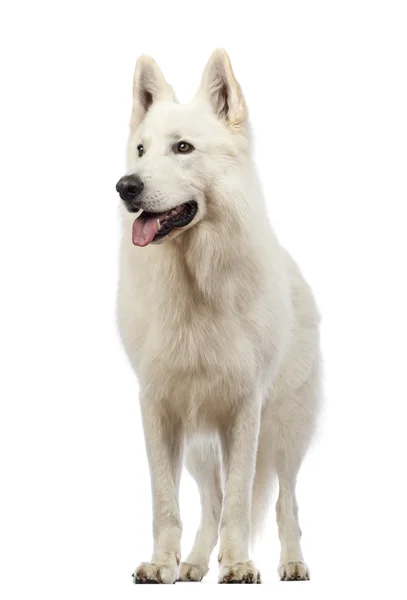 Swiss Shepherd dog, 5 anni, ansimando e distogliendo lo sguardo davanti allo sfondo bianco — Foto Stock