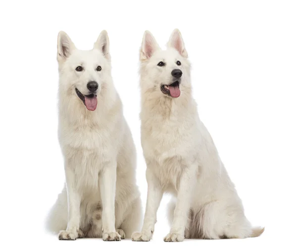 Dos perros pastores suizos, de 5 años, sentados, jadeando y mirando hacia arriba frente al fondo blanco — Foto de Stock