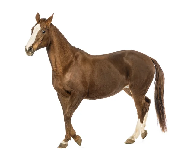 Horse walking in front of white background Stock Image