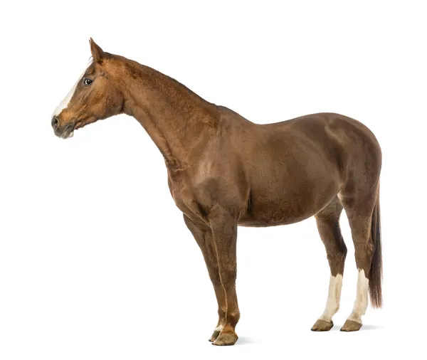 Horse in front of white background Stock Picture