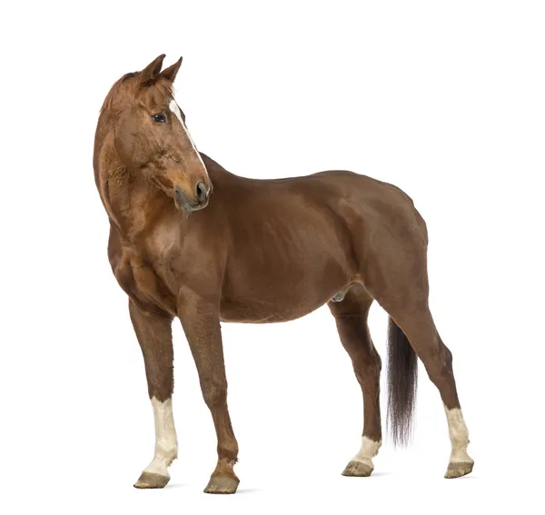 Side view of a Horse looking back in front of white background Stock Photo