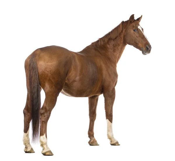 Rear view of a Horse looking back in front of white background Stock Picture