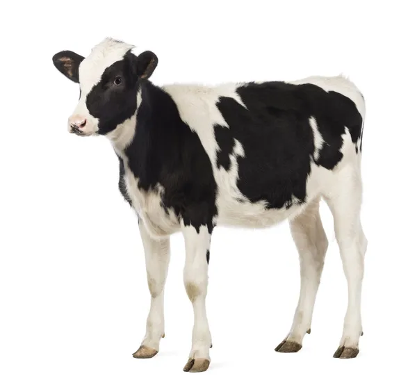 Veal, 8 months old, looking away in front of white background — Stock Image Veal, 8 months old, looking away in front of white background Royalty Free Stock Photos