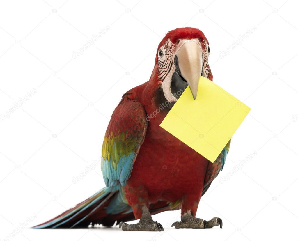 Green-winged Macaw, Ara chloropterus, 1 year old, holding a yellow card in its beak, a post-it in front of white background