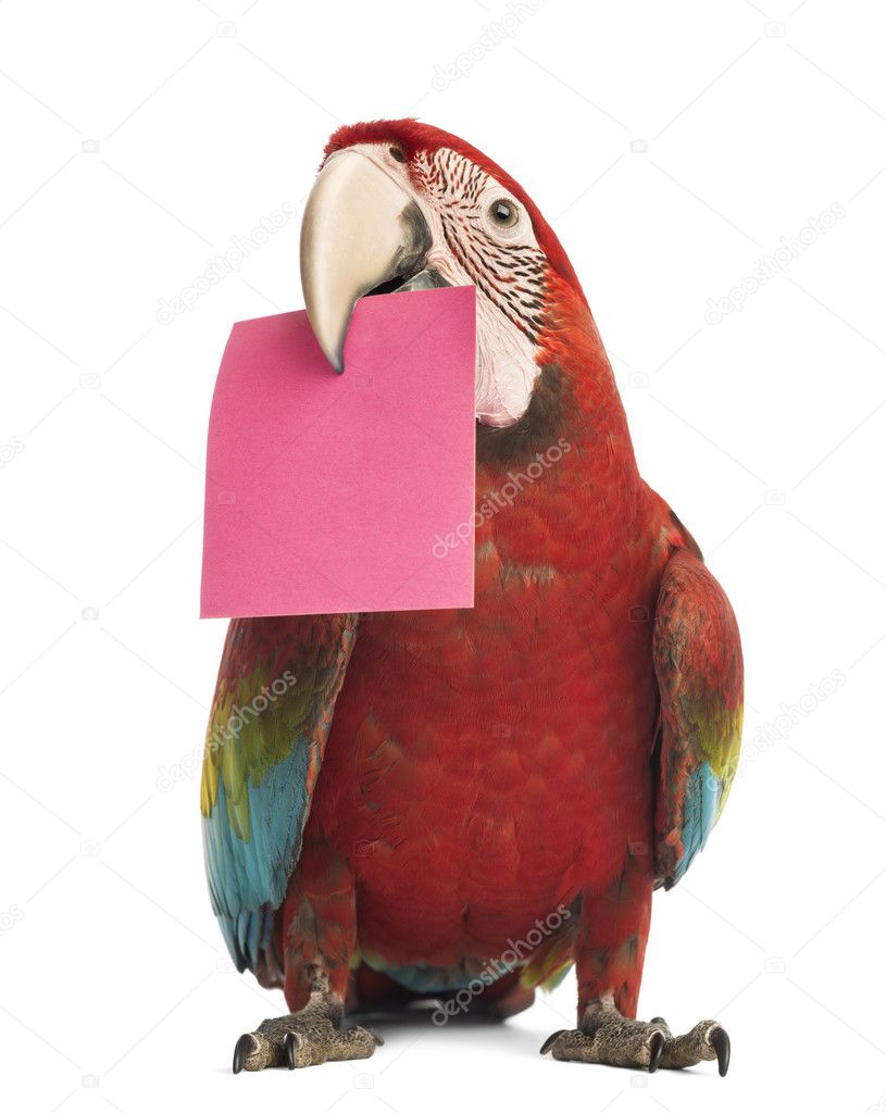 Green-winged Macaw, Ara chloropterus, 1 year old, holding a pink card in its beak, a post-it in front of white background