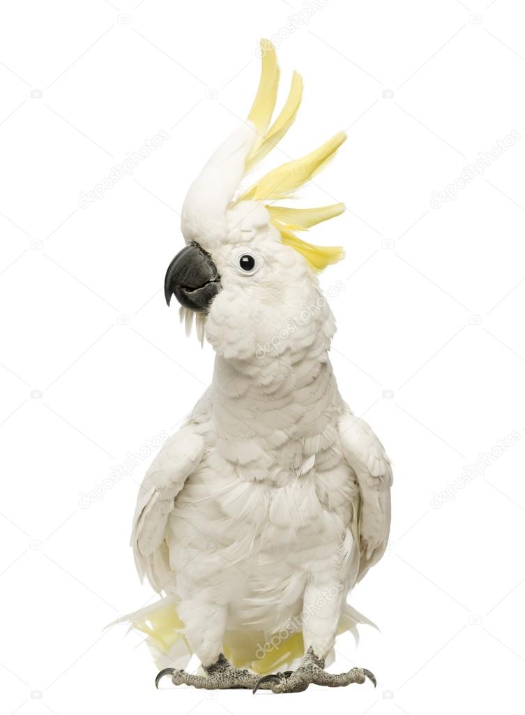 Sulphur-crested Cockatoo, Cacatua galerita, 30 years old, with crest up in front of white background
