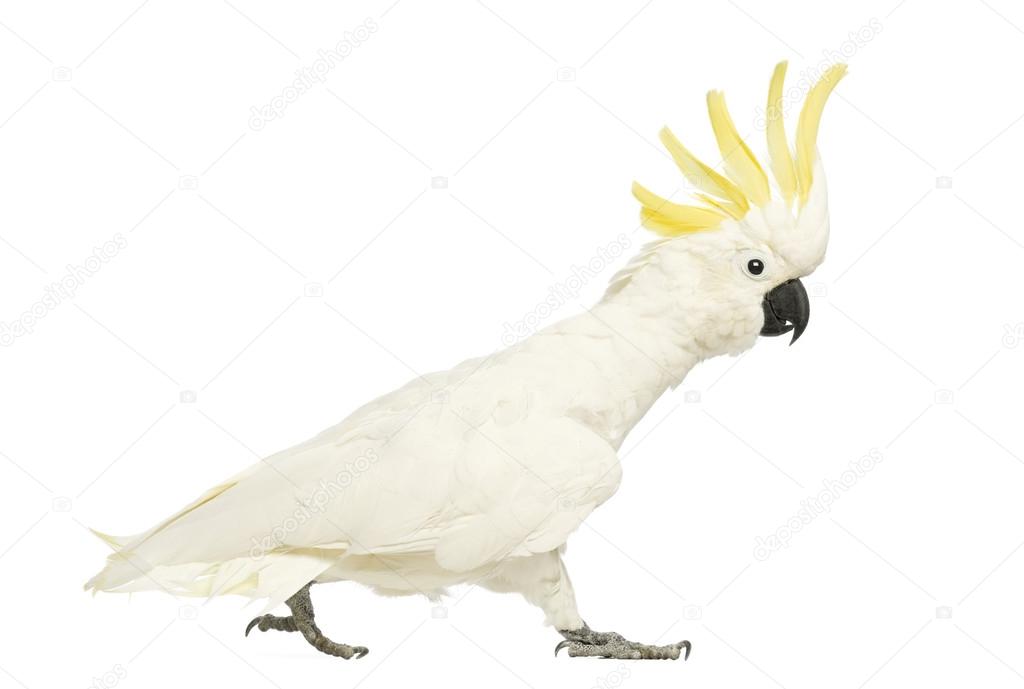 Sulphur-crested Cockatoo, Cacatua galerita, 30 years old, walking with crest up in front of white background