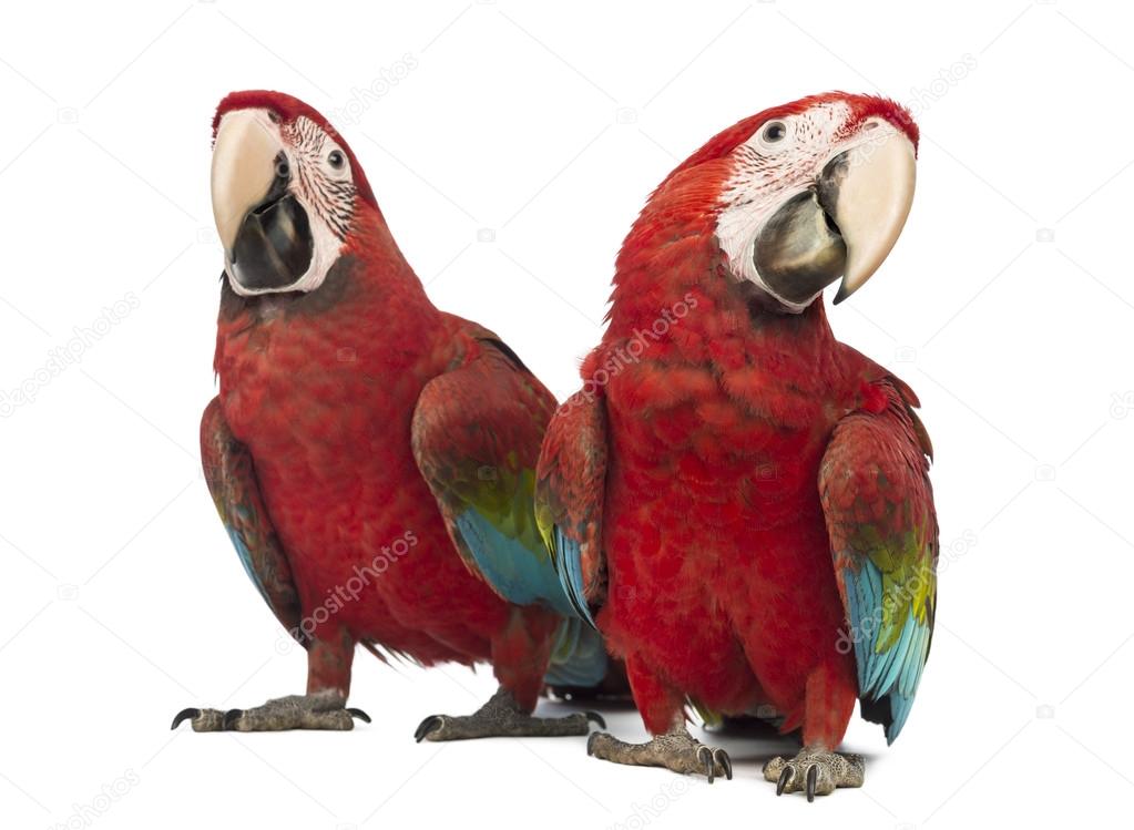 Two Green-winged Macaw, Ara chloropterus, 1 year old, in front of white background
