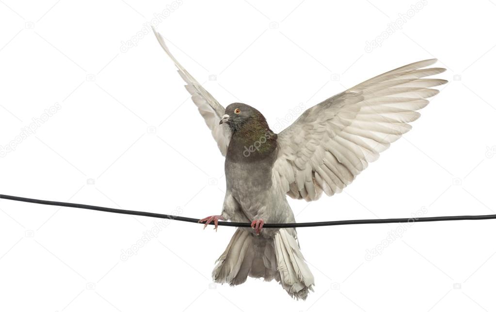 Pigeon perched on an electric wire with its wings spread in front of white background