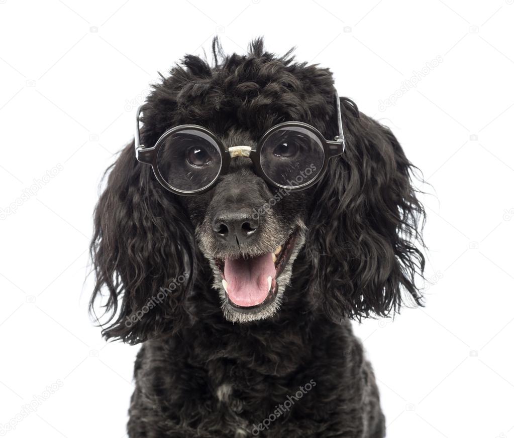 Close-up of a Poodle, 5 years old, wearing glasses repaired with tape in front of white background