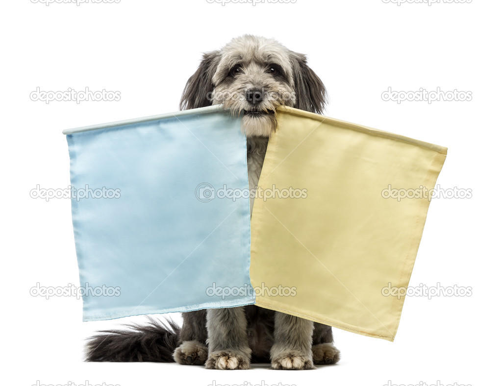 Crossbreed, 4 years old, sitting and holding two flags, yellow and blue, in its mouth in front of white background