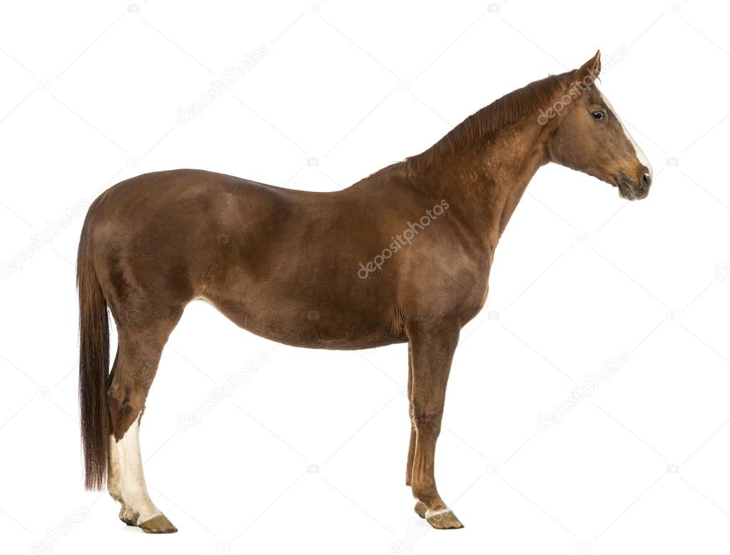 Side view of a Horse in front of white background Stock Photo by