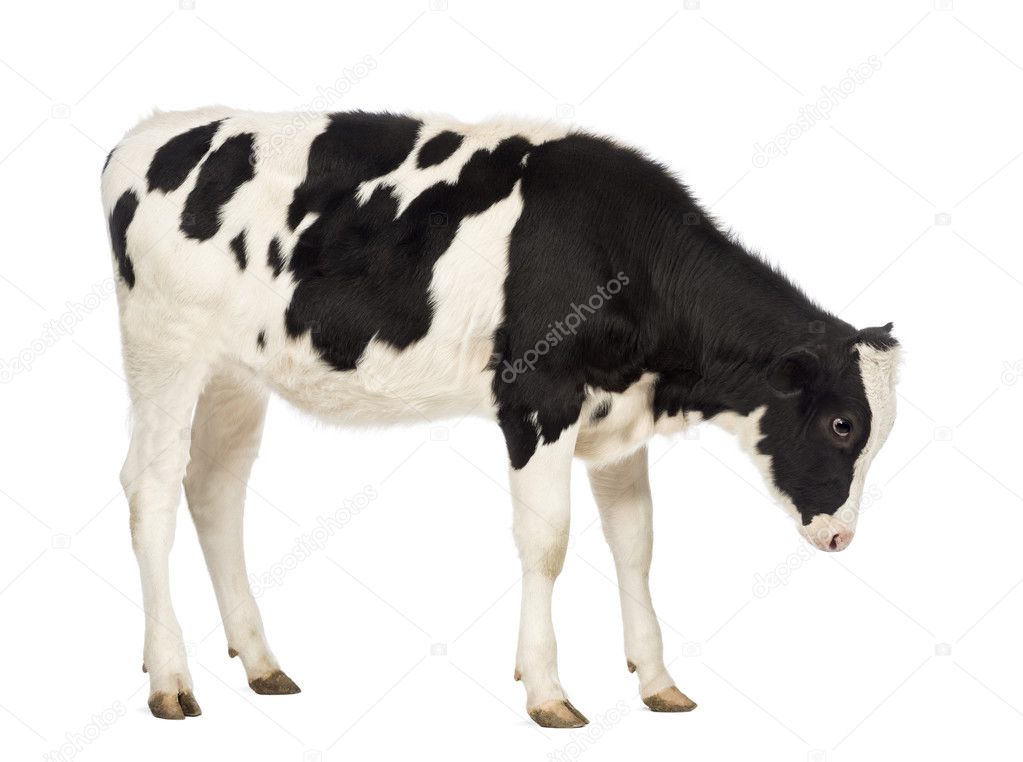 Side view of a Veal, 8 months old, looking down in front of white background
