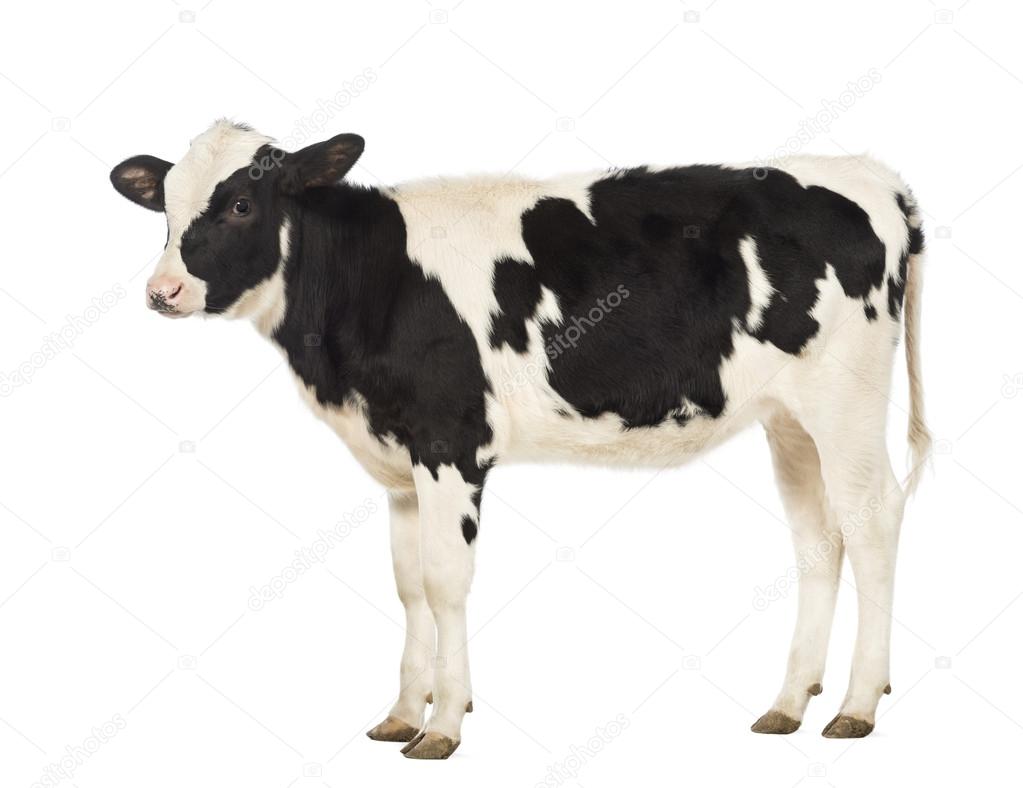 Veal, 8 months old, in front of white background