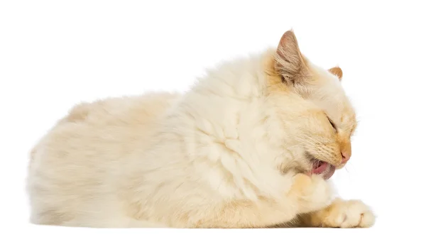 Birman liegt und leckt, reinigt seine Pfote vor weißem Hintergrund — Stockfoto