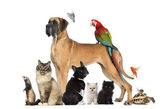 Skupina domácí zvířata - pes, kočka, pták, plaz, králík, izolovaných na whi