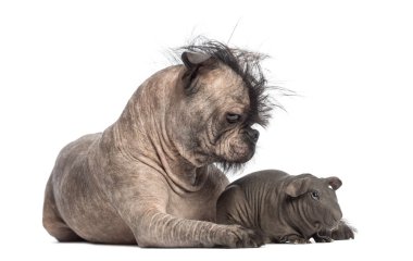 tüysüz karışık-breed köpek, Fransız bulldog ve tüysüz bir kobay yalan ve beyaz arka plan bakarak bir Çin Tepeli Köpek arasında karışımı