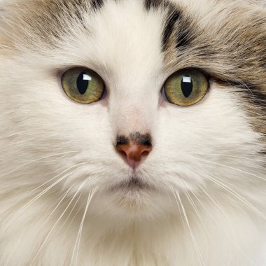 Close-Up bir Amerikalı kıvırmak