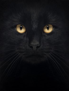 siyah bir kedi üzerinde beyaz izole kamera bakarak yakın çekim