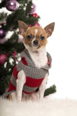 chihuahua giyinmiş ve Noel süslemeleri beyaz arka plan önünde oturma