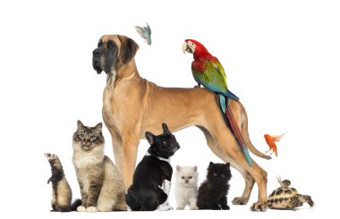 Evcil hayvanlar - köpek, kedi, kuş, sürüngen, tavşan WHI izole, Grup