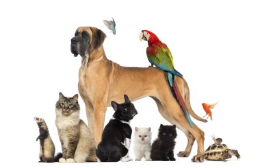 Картина, постер, плакат, фотообои "группа домашних животных - собака, кошка, птица, рептилия, кролик, изолированные на виски
", артикул 24523447