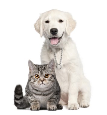 Golden Retriever yavrusu (14 haftalık) bir İngiliz yanında oturan