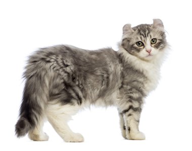 bir Amerikalı kıvırmak kitten, 3 aylık kamera beyaz arka plan önünde bakarak yan görünüm