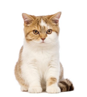 Britanya ile ilgili stenografi kedi yavrusu, 3.5 ay yaşlı, oturma ve beyaz arka plan önünde kamera bakıyor