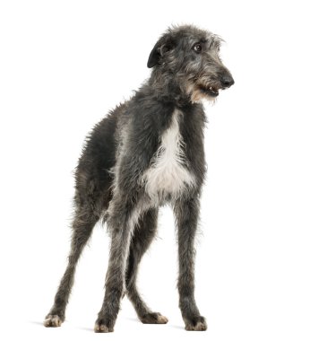 İskoç deerhound bakarak değil, üzerinde beyaz izole