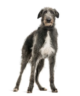 İskoç deerhound üzerinde beyaz izole kamera bakıyor