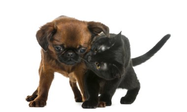 bombay yavru kedi üzerinde beyaz izole bir petit brabancon koklama