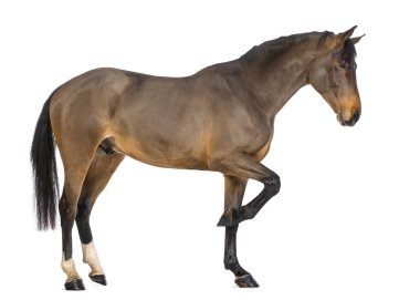 Side view of a Male Belgian Warmblood, BWP, 3 years old, against white background