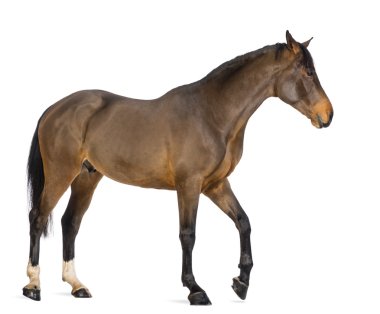 Side view of a Male Belgian Warmblood, BWP, 3 years old, against white background