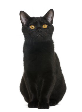 Bombay kitten oturma ve izole üzerinde beyaz, seyir
