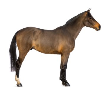 Side view of a Male Belgian Warmblood, BWP, 3 years old, against white background