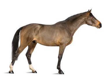 erkek bir Belçikalı warmblood beyaz bir arka plana dayanır boynunu germe bwp, 3 yaşında, yan görünüm
