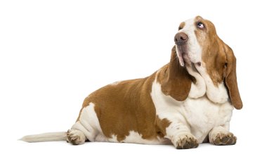 Basset hound yalan ve üzerinde beyaz izole arama
