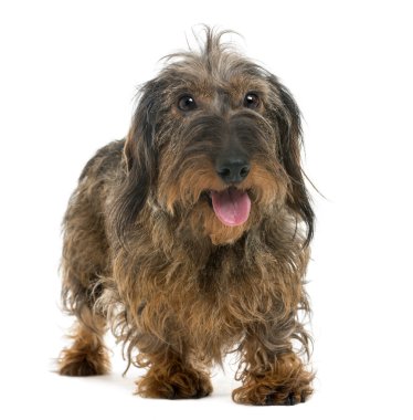 nefes nefese, izole üzerinde beyaz dachshund