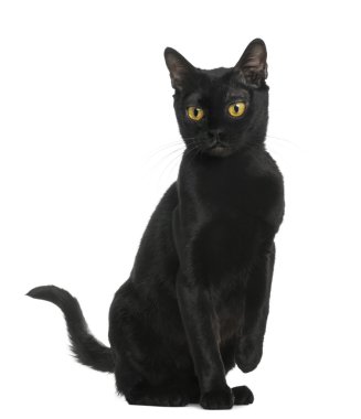 oturmuş, üzerinde beyaz izole bombay kedi