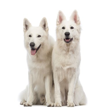 iki swiss çoban köpekleri, 5 yıl yaşlı, oturma, nefes nefese ve beyaz arka plan uzağa arıyorsunuz