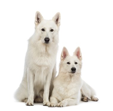 iki swiss çoban köpekleri, 5 yıl yaşlı, yalan ve beyaz arka plan oturan