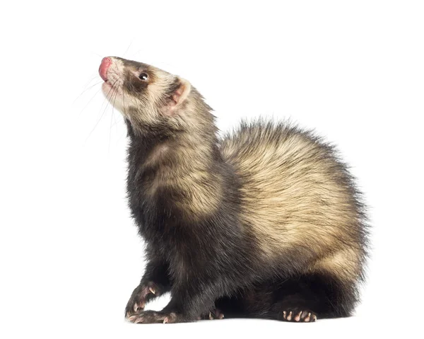 Ferret, 9 months old, sitting and looking up in front of white background — Stock Fotó