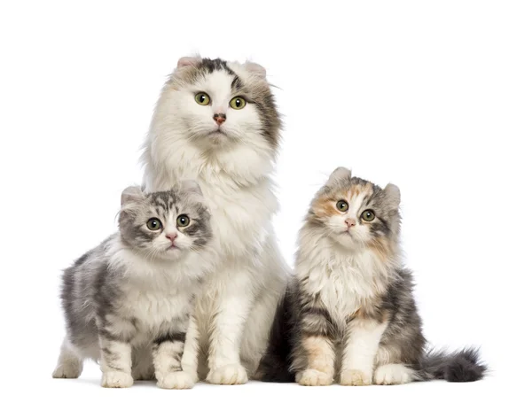 Two American Curl kittens, 3 months old, sitting with their mom in front of white background — стоковое фото