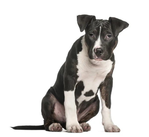 Amerikanischer Staffordshire Terrier sitzt vor weißem Hintergrund — Stockfoto