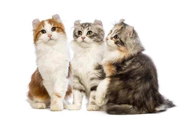 Tres gatitos Curl Americanos, de 3 meses de edad, sentados, mirando hacia arriba y mirando a la cámara frente al fondo blanco — Foto de Stock